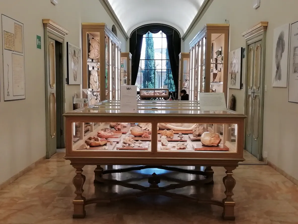 Salle du musée des cires anatomiques avec vitrines et table d’exposition centrale