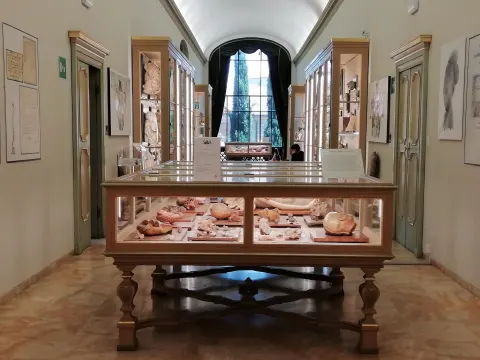 Salle du musée des cires anatomiques avec vitrines et table d’exposition centrale