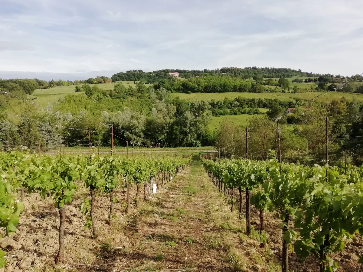Rangs de vigne de pignoletto sur les collines verdoyantes